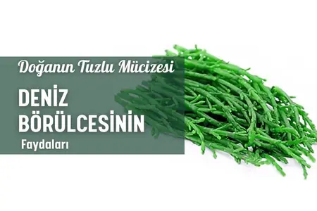 deniz börülcesinin faydaları